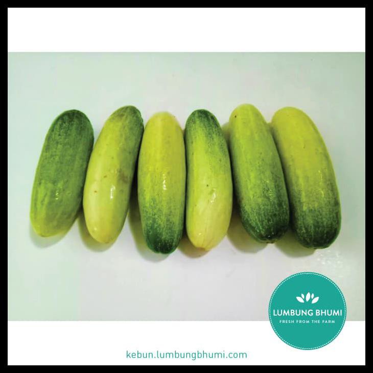 

GRATIS ONGKIR Timun ( Sayur - Sayuran Curah )