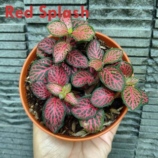 Tanaman Hias Hypoestes  Phyllostachya Shopee Indonesia Tanaman Hias Hypoestes  Phyllostachya Shopee Indonesia