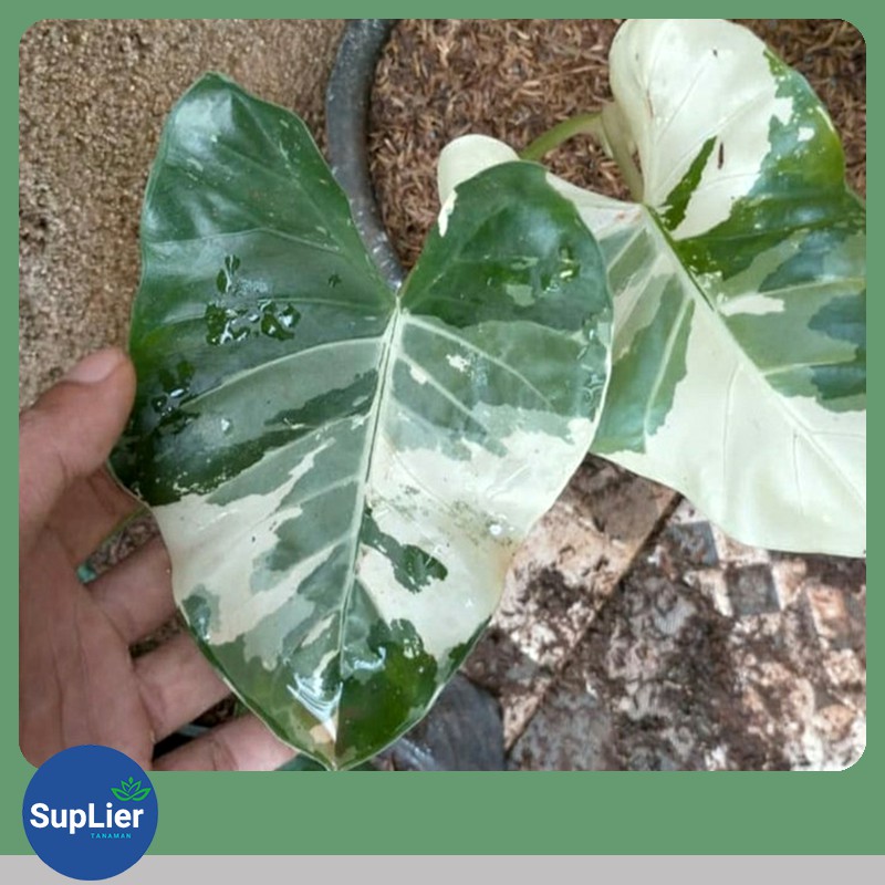 Bibit Tanaman Alocasia Variegata / Sente Variegata
