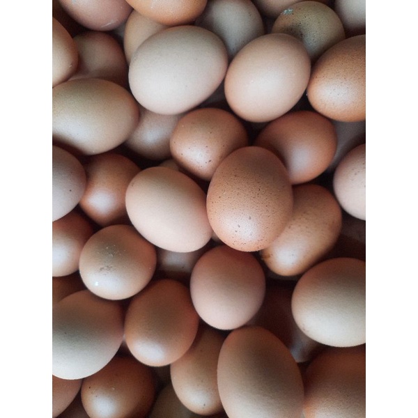 

Telur Ayam Omega
