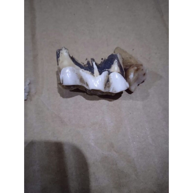 

gigi sapi poel