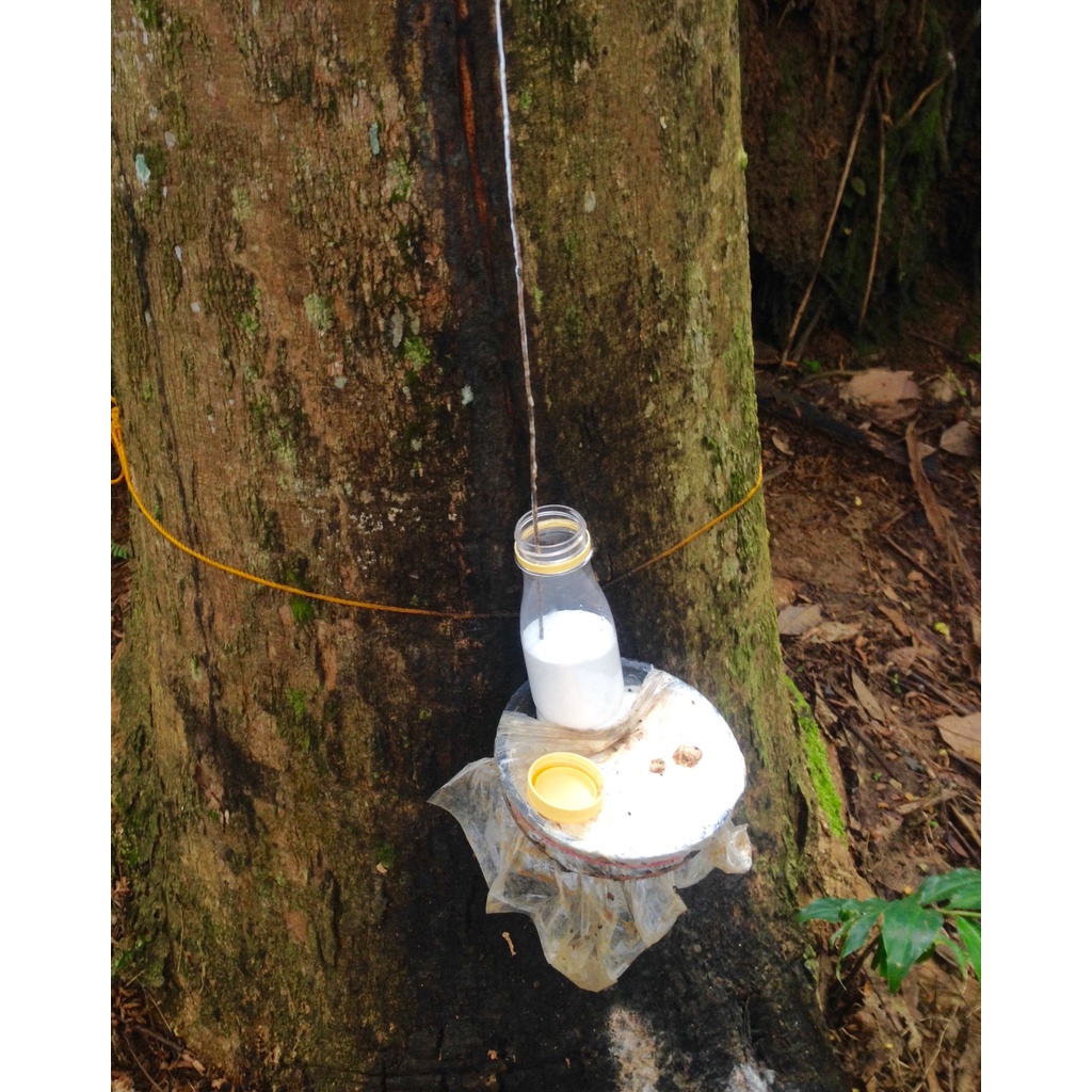 Getah Karet Mentah Cair 200ml TERMURAH