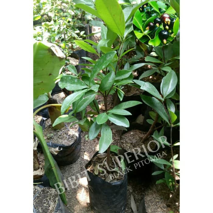 bibit buah black pitomba / cherry manis brazil