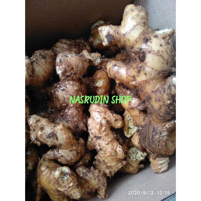 

[Fresh] UMBI LEMPUYANG SEGAR 1KG SIAP OLAH / UMBI LAMPUYANG