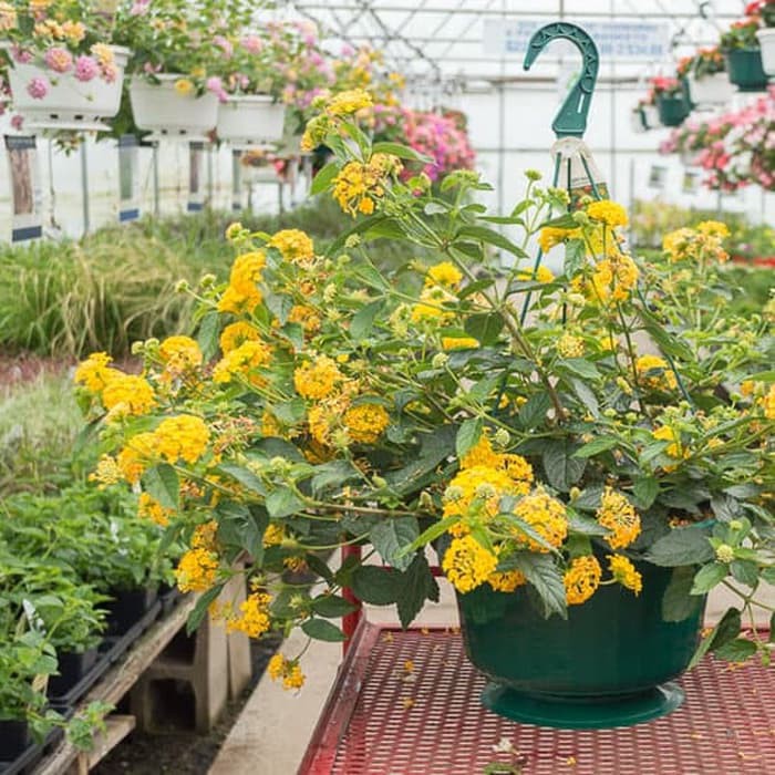 Tanaman hias Lantana bunga kuning - lantana bandana yellow