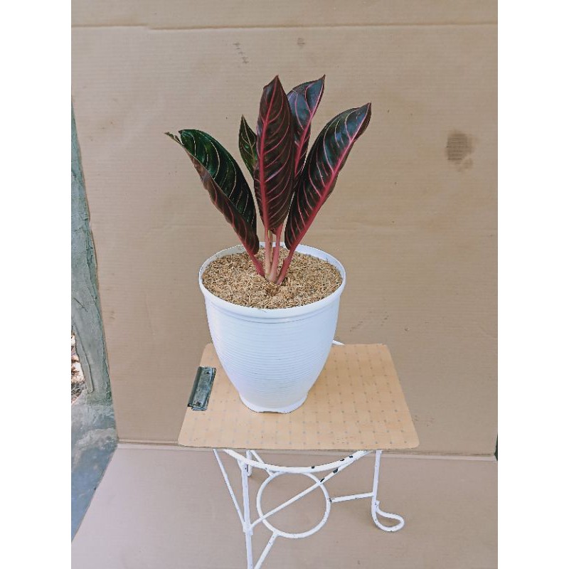 aglonema pride of Sumatra