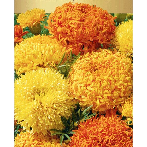 Benih Bibit Biji - Bunga Marigold (African) Fantastic Mix Flower Seeds - IMPORT