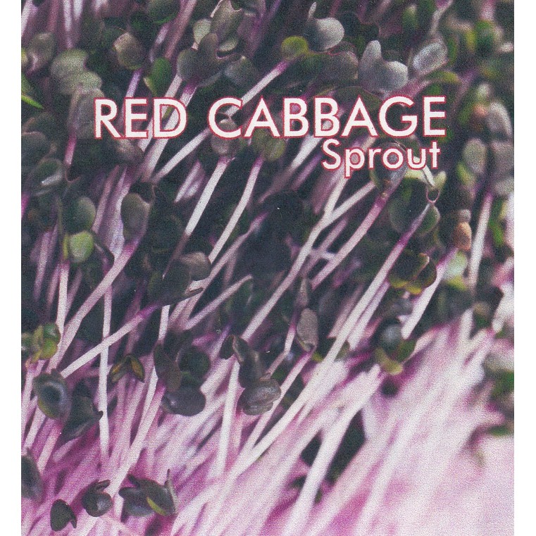 50 benih red cabbage alfafa sayuran sawi sawian sunflower microgreen salad MGI hidroponik