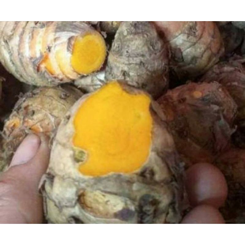 

temulawak kuning besar 1kg