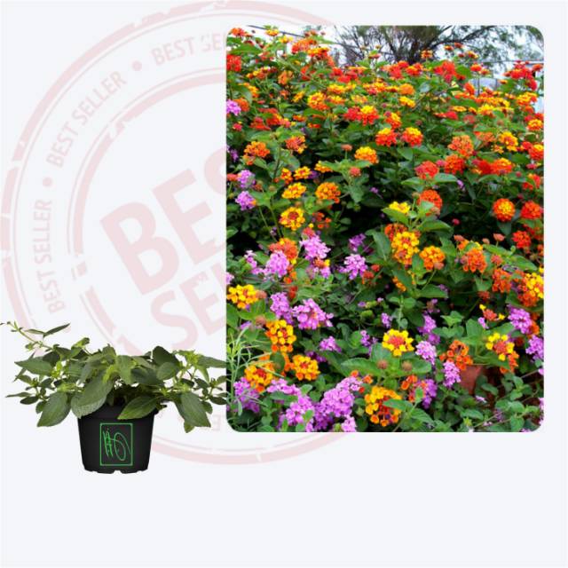 Tanaman bunga Lantana orange merah ungu kuning putih