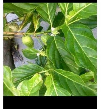

Daun pace, DAUN MENGKUDU, daun buah noni, daun pace 10 lembar
