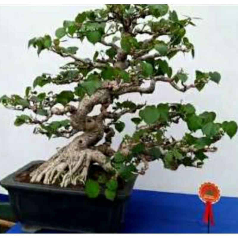 bonsai waru medium bahan bonsai waru emprit waru jawa waru mini