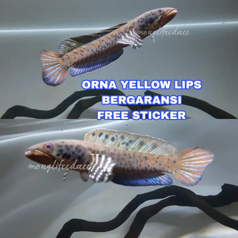 orna yellow lips TOP GRADE Dot mantap 8-10cm