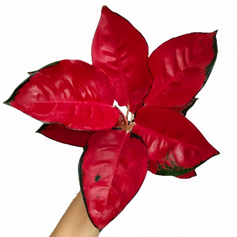 Aglonema Suksom Jaipong / Tanaman Hias Aglonema suksom import sudah rawatan kategori remaja daun 5-7