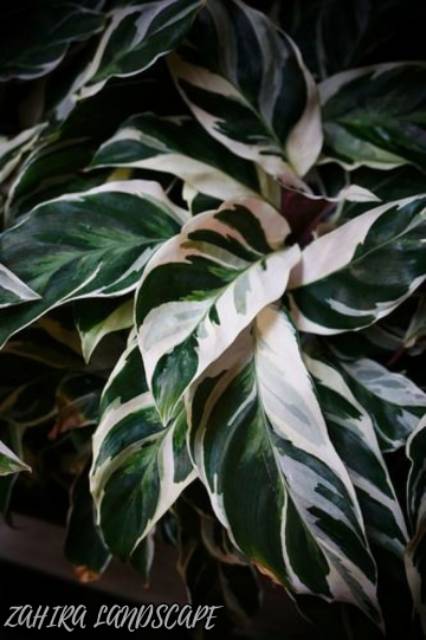 Tanaman Hias Calathea - Calathea White Fusion - Calathea Tissue - Kalatea Tisu