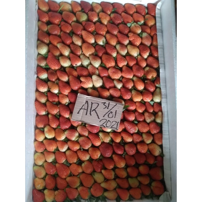 

Strawberry Kellybrigt borongan / kiloan / permika