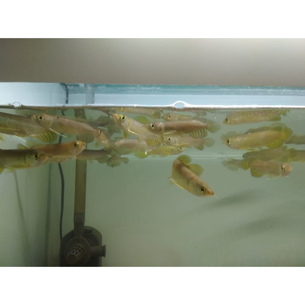 Ikan Arwana Green Pino