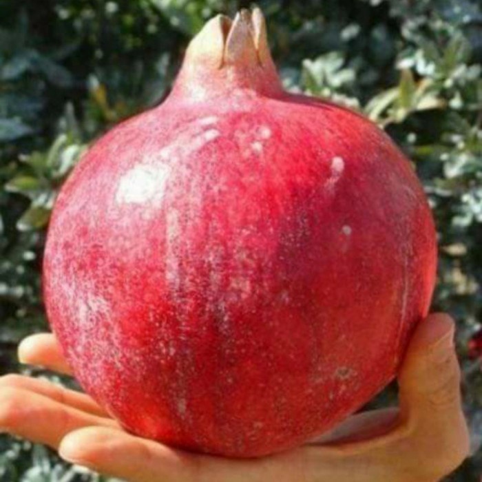 NEW BIBIT TANAMAN BUAH DELIMA JUMBO MERAH - BIBIT DELIMA CEPAT BERBUAH :