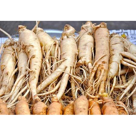 Bubuk Ginseng Jawa 250 g Serbuk Som Jawa Simplisia Kolesom Talinum Paniculatum