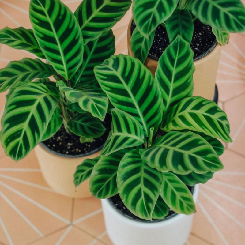 Tanaman hias calathea zebrina - Calathea Zebrina - Calathea