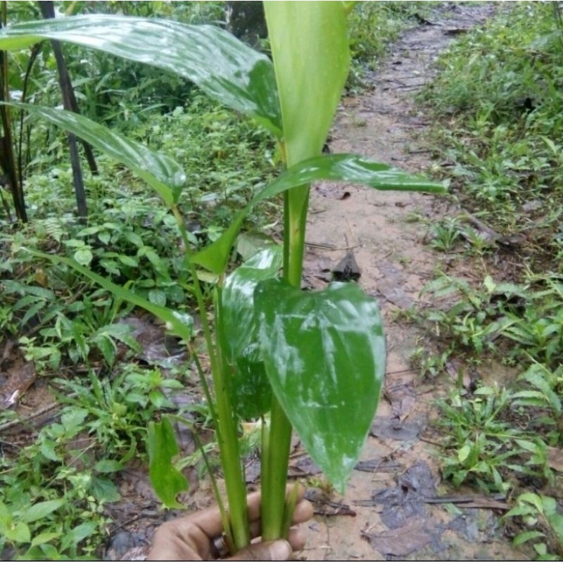 bibit umbi garut irut angkrik