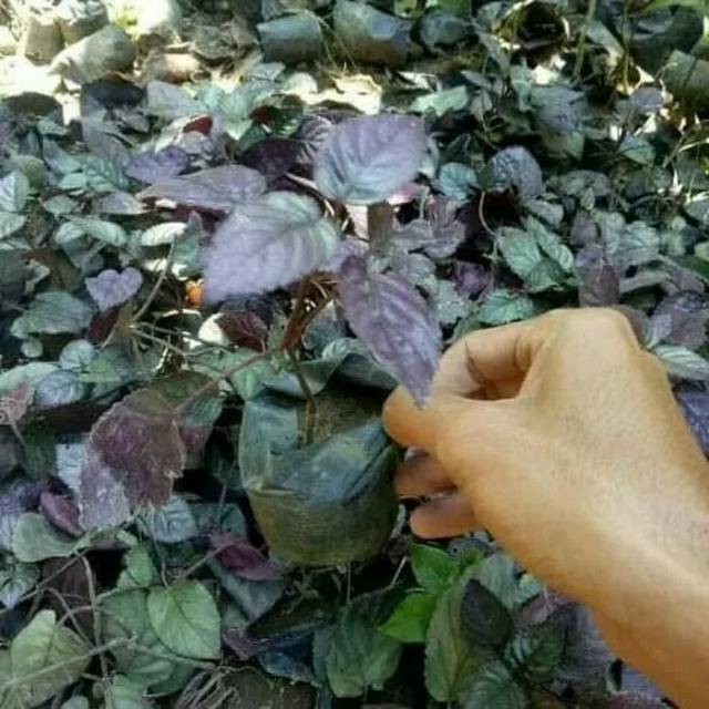 bibit tanaman herbal daun ungu