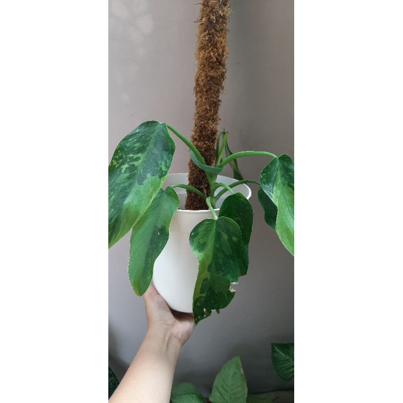 Philodendron Jose Buono