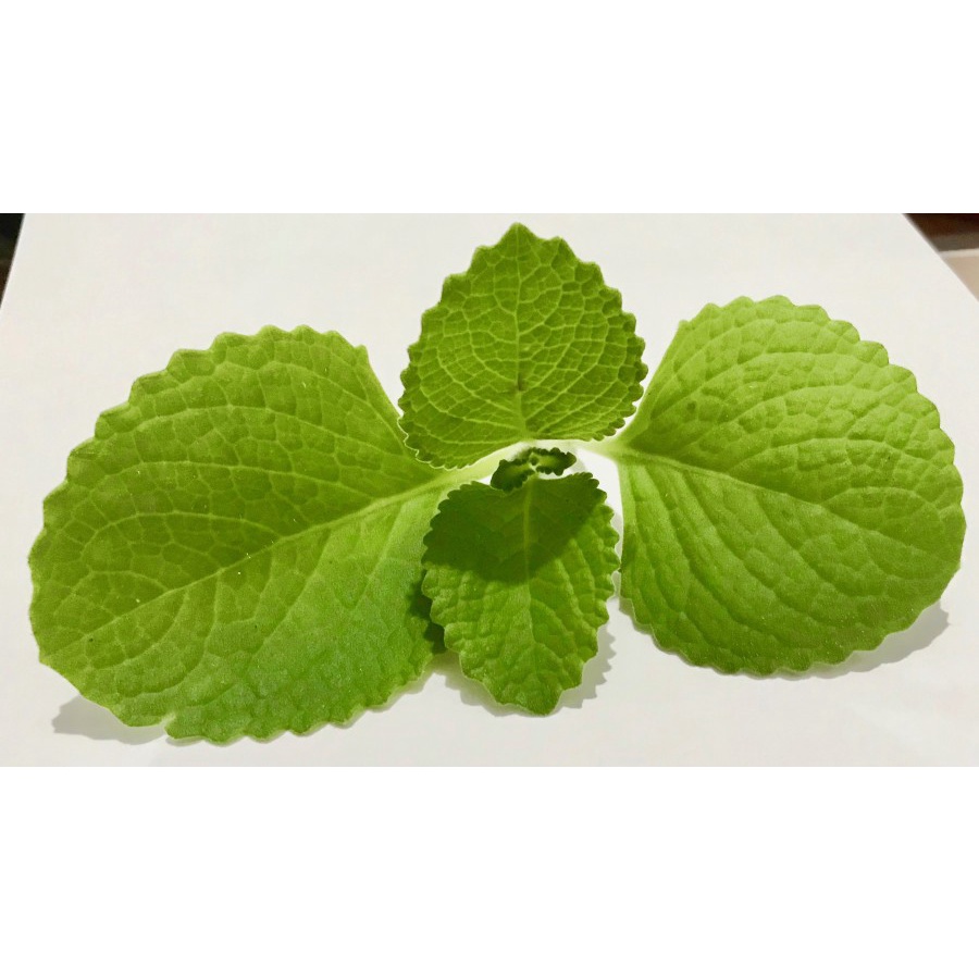 

Herbal Daun Jinten Jintan Segar