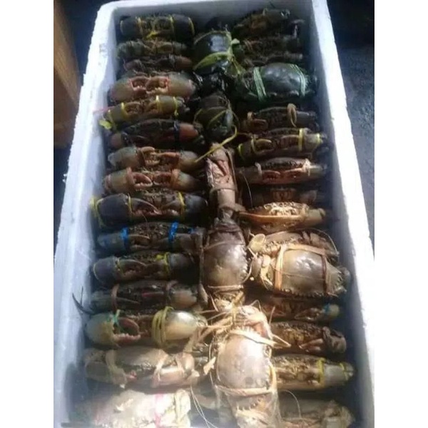 

kepiting mati segar (bukan frozen)setiap pembelian 5 kg bonus 1 kg ikan segar
