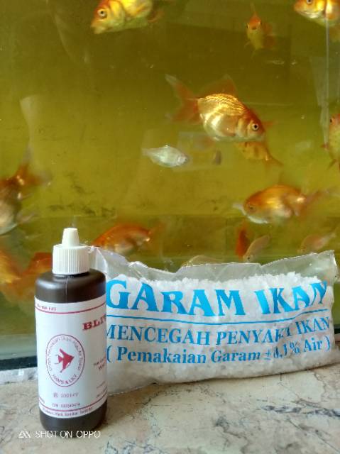 80 Air Aquarium Koki Berbusa HD Terbaik