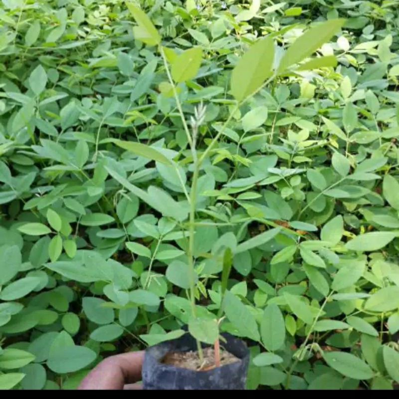 stek Indigofera/kalikiria buat pakan ternak