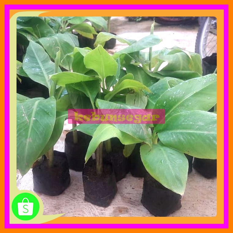 Terbaik/'Biji Beniih Bibit Pohon Pisang Bonsai Mini