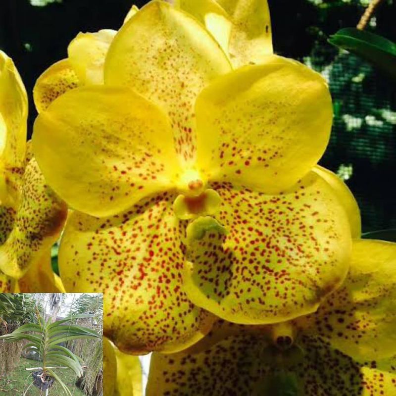 VANDA SUKSAMRAN GOLD (SPIKE DAN KNOP)