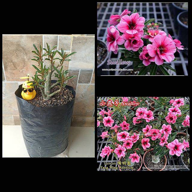 Adenium Grafting Size D "SWALLOW"