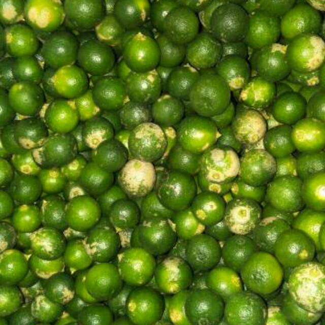

Jeruk sonkit songkit kunci lemon cui kasturi