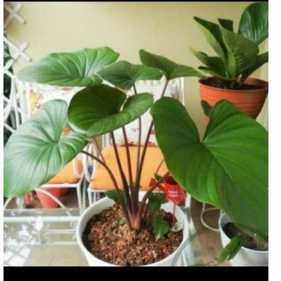 Tanaman hias homalomena hijau - tanaman hias indoor - homalomena hijau