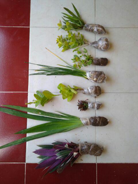 Tanaman Hias - Bibit Bunga Kacang Kuning