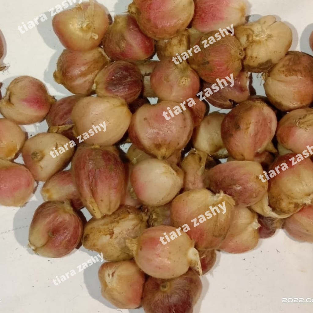 

kapulaga segar kemasan 500gram