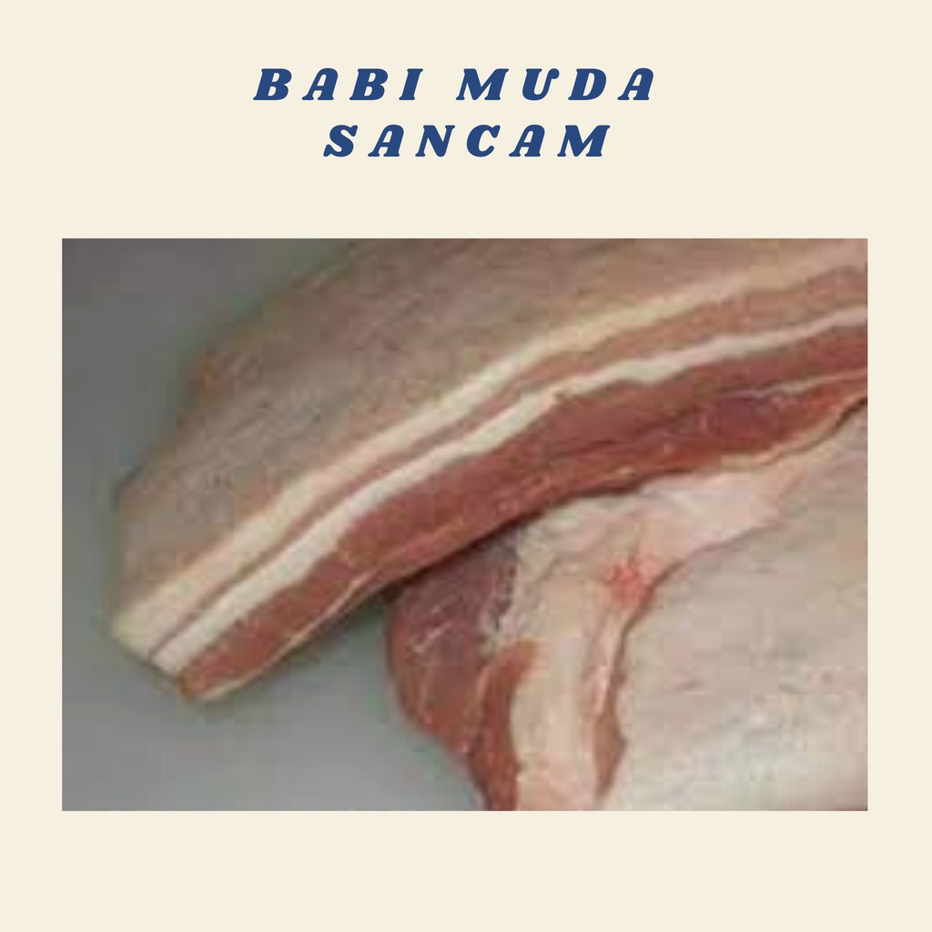 

Sancam Babi Muda Jogja Yogyakarta