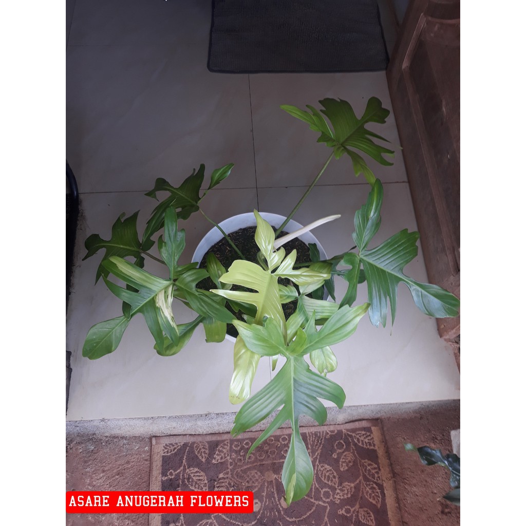 Philodendron Florida Beauty (Flobe/Florida Varigata)