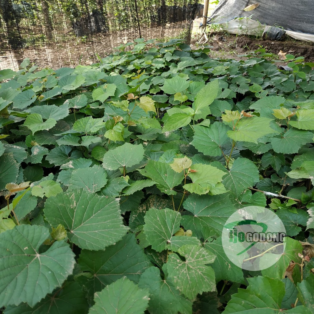 Promo 3 bibit tanaman anggur rootstock import poulsen