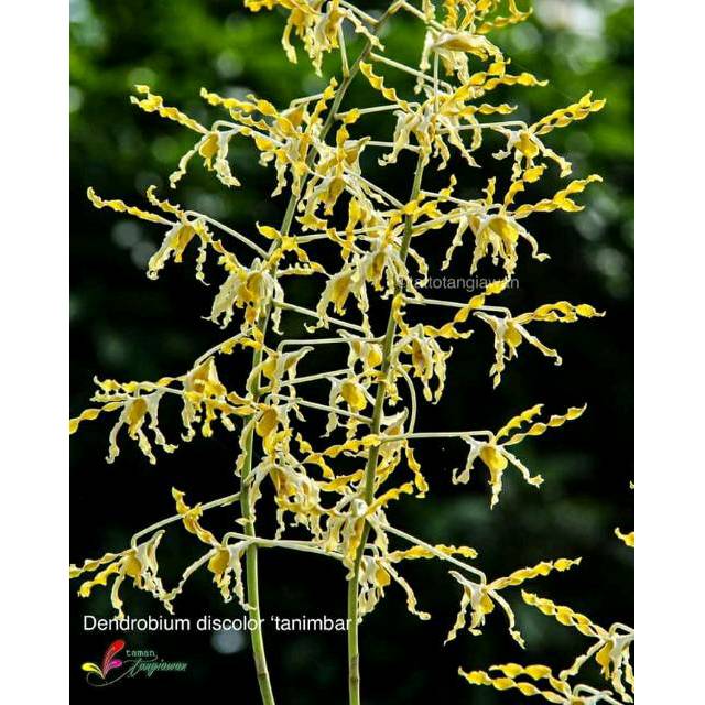 Dendrobium Discolor var Tanimbar