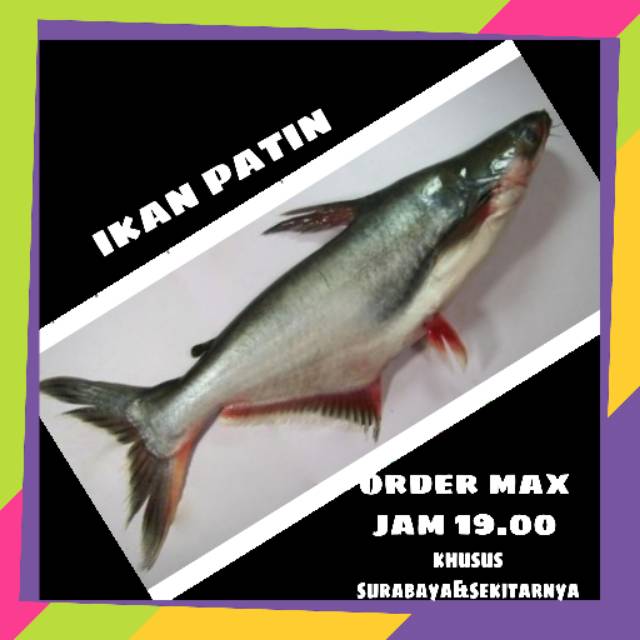 

Ikan patin || sayur online murah surabaya