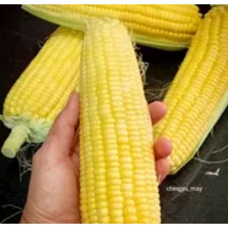 

jagung manis 1pc