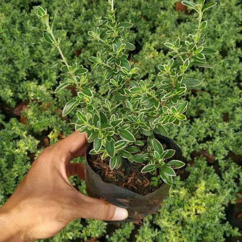 Bahan Bonsai Mame Mirten