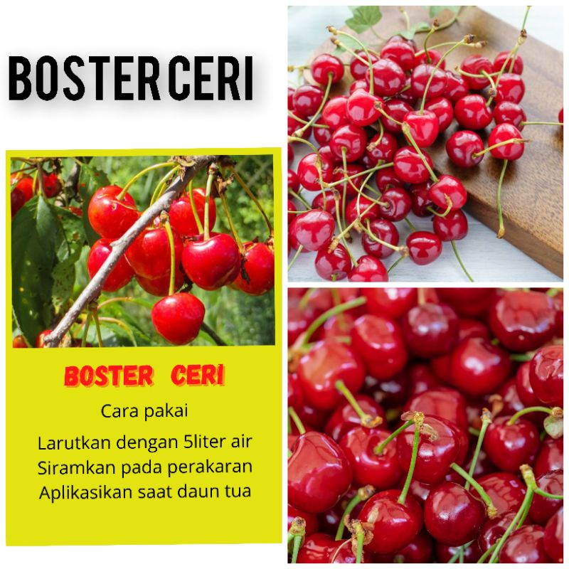 BOSTER BUAH CERI BOSTER BUAH BOSTER TANAMAN HIAS BOSTER SAYURAN BOSTER TERLENGKAP BOSTER TERMURAH PU