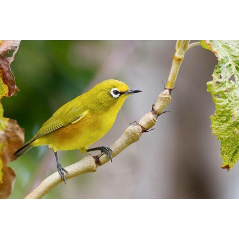 BURUNG PLECI DAKUN PACITAN JANTAN SUDAH SORTIRAN