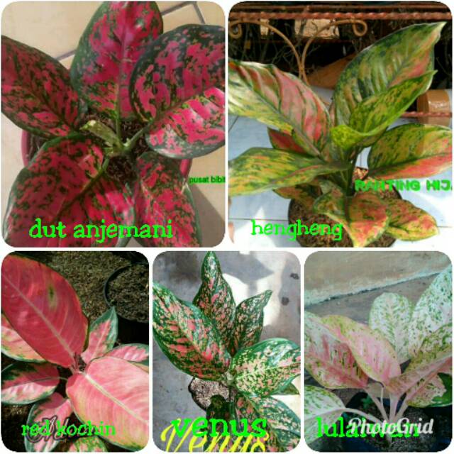 Paket 5 Bunga Aglonema red kochin  dut anjemani hengheng 