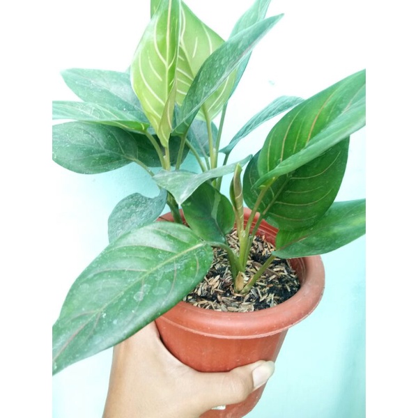 aglaonema rotundum murah