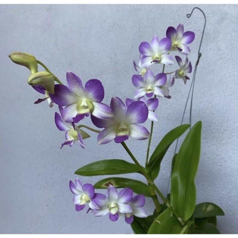 (BISA COD)Seedling Anggrek Dendrobium Hybrid - Tanaman Hidup - Bunga Hidup-bunga anggrek hidup-tanaman hias hidup-bunga hidup tanaman hias hidup-tanaman bunga hidup-bunga gantung hidup-tanaman gantung hidup